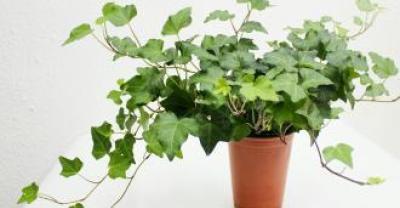 反季节鳜鱼养殖技术