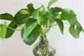 室内盆栽植物有哪些