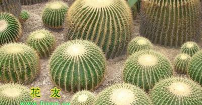 兰花养殖注意的几个问题