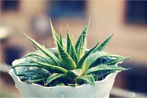 芦荟植物是怎么养的 芦荟的养殖与生长条件