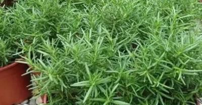 猪笼草：种植的水分要求