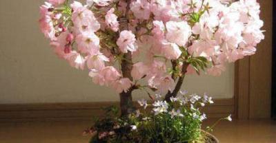 蔬菜种植：圆菜种植技术及肥水管理