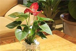喜欢养植物的看过来 室内水养植物介绍