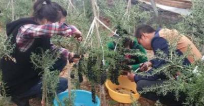 兰花阳台种植的几点体会