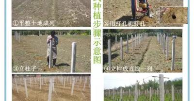 这种野菜在农村被当作杂草，种植户却靠种植它发了大财