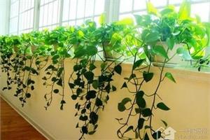 养一盆绿萝 让新装修的居室更加健康