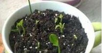 养心菜盆栽的种植方法