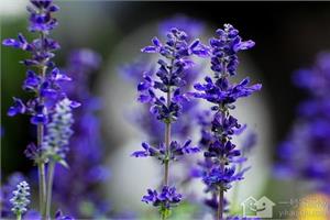 充满着神秘感的洋苏草的花语是什么