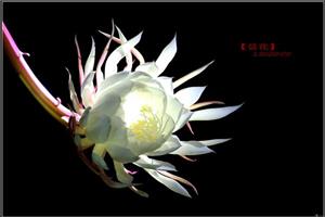 昙花的作用是什么 昙花的养殖方法是什么