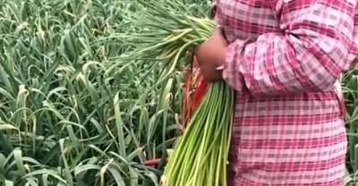 北方番茄树的种植管理方法，北方种植番茄的肥水管理措施