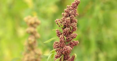 Uni智能桌面种植机