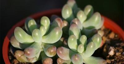滴水观音的养殖方法——海芋