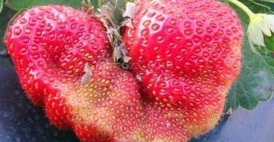 校园菜园：富贵竹的种植方法