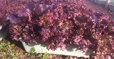 牡丹的盆栽种植方法