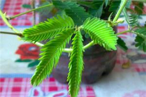 含羞草的特点 含羞草“害羞”的原因