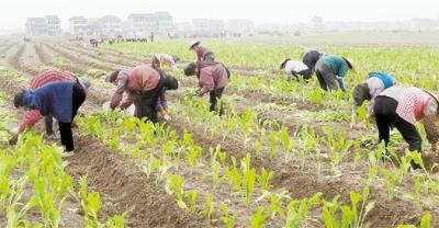 平原地区怎样种植白芨？