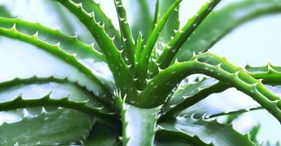 沉香树种植后的管理方法