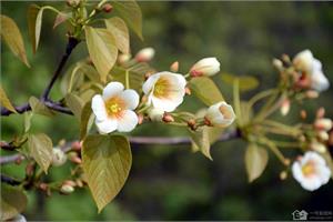 油桐花是什么花 油桐花有什么花语和传说