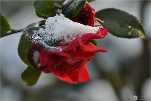 耐冬花冬季养护 盆栽耐冬花的施肥技术