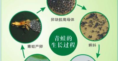 娇艳兰中皇后 蝴蝶兰的养殖注意事项