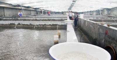 养殖朋友怎么样判断鸡传染性滑膜炎？