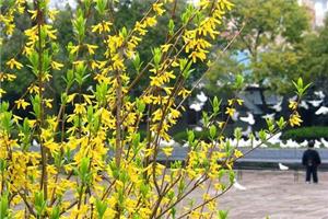 迎春花生长习性 迎春花盆景的种植技巧