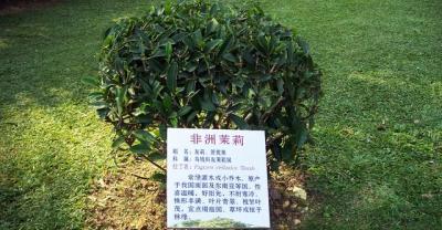 养护技巧：江户紫的养殖方法
