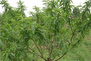桃树苗嫁接的砧木和接穗制作方式