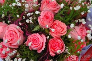玫瑰花的播种技巧 如何养护玫瑰花