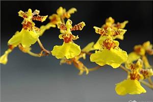 常见花的养殖方法 新手养花注意事项