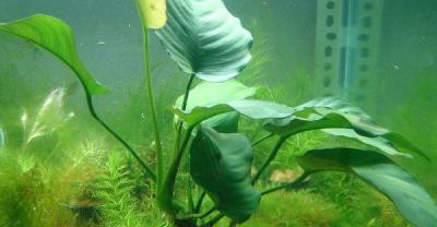 红鳞蒲桃种植方法
