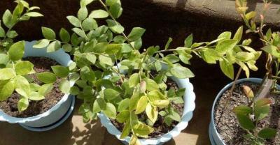 种植牙长牙结石了怎么办？