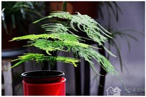 家庭养殖养殖文竹的方法 文竹养殖注意事项