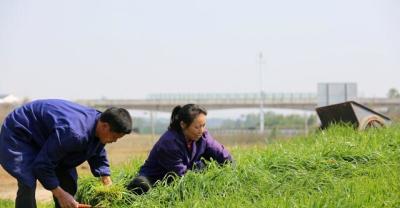 2018年承包土地种植什么药材赚钱？生药材有哪些品种推荐种植？