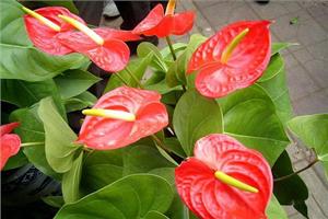 卧室可以养殖火鹤花吗 怎样养火鹤花