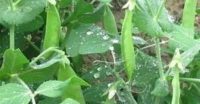 树莓高产高效种植技术