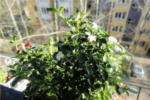 金边六月雪怎么养 养殖金边六月雪注意事项