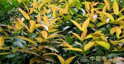 庭院设计的四季种植规划