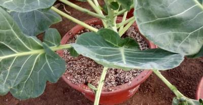 君子兰的水培种植方法