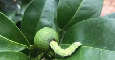 芍药花的种植管理与注意事项