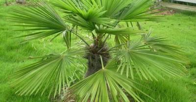 种植假牙价格一般是多少？