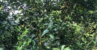 东莞后牙缺失种植需要多少钱