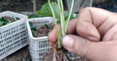 计划种植春播花生的请注意！