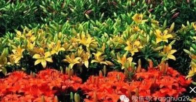 黄瓜如何种植才能高产