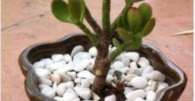 龙虾养殖，水草大全，并附各种水草图片，以便养殖朋友辨别