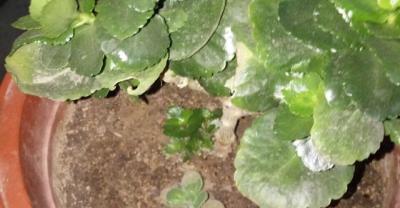 北方地区凤梨释迦种植技术