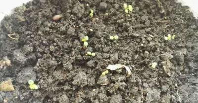 玉米高产种植技术及病虫害防治