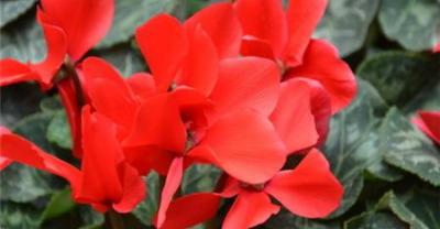 丁香花的养殖方法和注意事项