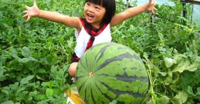 兰花种植之弱苗复壮
