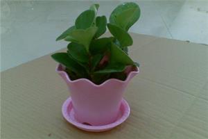 什么是电脑宝贝 电脑宝贝怎样养殖